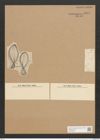 Diatomeae indet. (de-Toni-Nr.: Species 2537) Zeichnungen Sammlung Grunow Nr. 5037 (NHMW-BOT-W0373296)